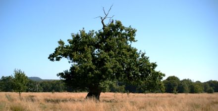 Die typische siebenbürgische Landschaft